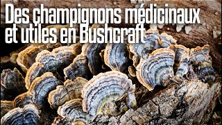 Quelques champignons médicinaux et utiles en Bushcraft