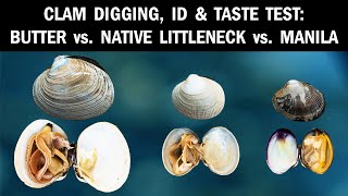 Clam Digging, ID &amp; Taste Test: Butter Clams vs. Native Pacific Littleneck Clams vs. Manila Clams