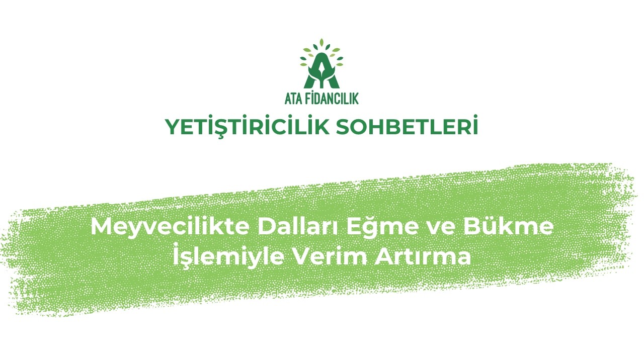 Meyvecilikte Dalları Eğme ve Bükme İşlemiyle Verim Artırma