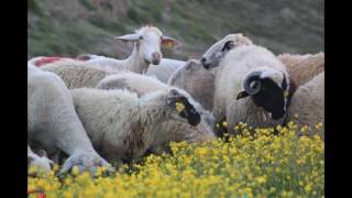 Slayt Sarıot Yaylasında Altın Düğün Çiçekleri (Ranunculus Acris)17.05.2016