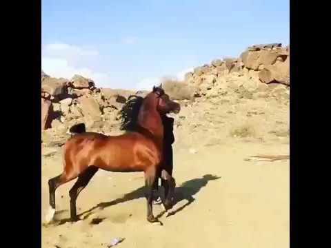 Видео: Канадски кон