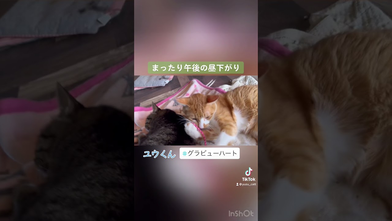 上手くおもちゃで遊べない猫 と上手く操れない人間 猫 保護猫 保護猫と暮らす ねこのいる生活 猫好きさんと繋がりたい かわいすぎる ねこ部 グラビューハート Youtube