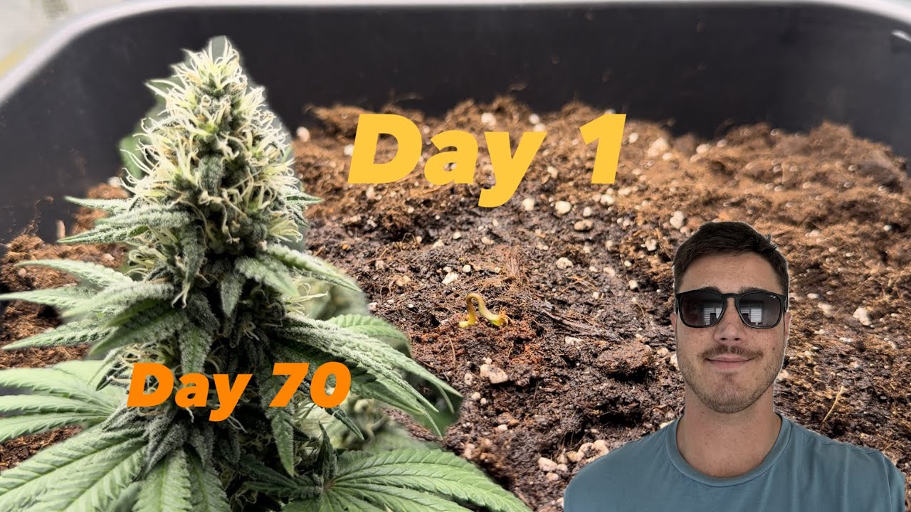 GG#4 / Lemon Haze / Skywalker Haze Auto