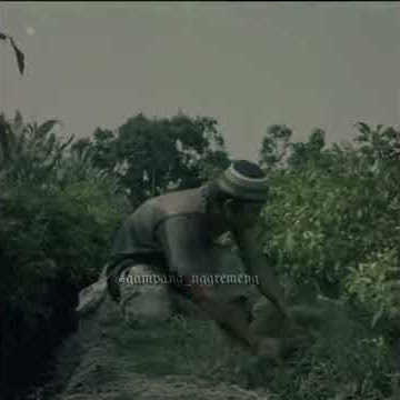 Story wa Agos kotak ngaret sambil ngoceh bojone tonggo