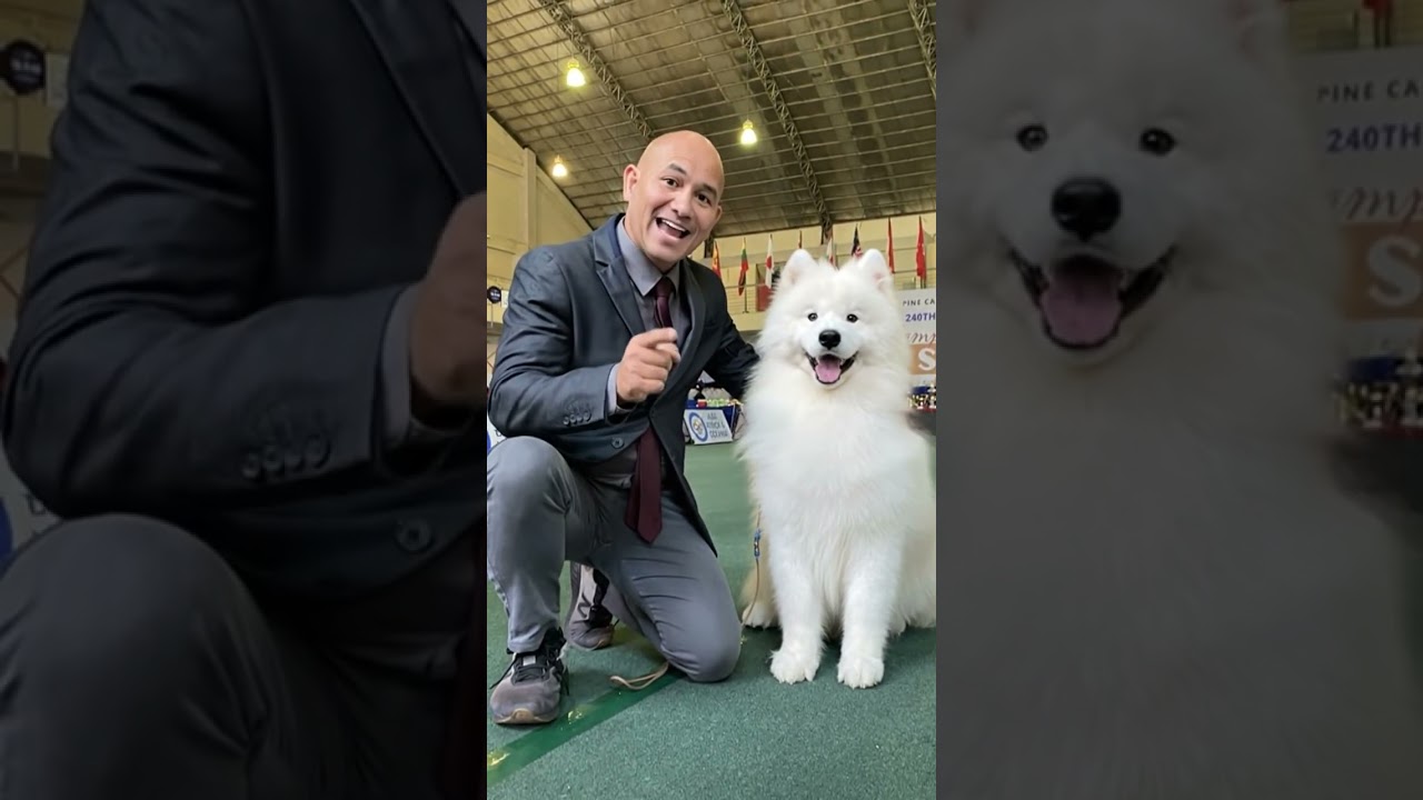 Samoyed Best in Show #dog #animals #hernandogworldtv