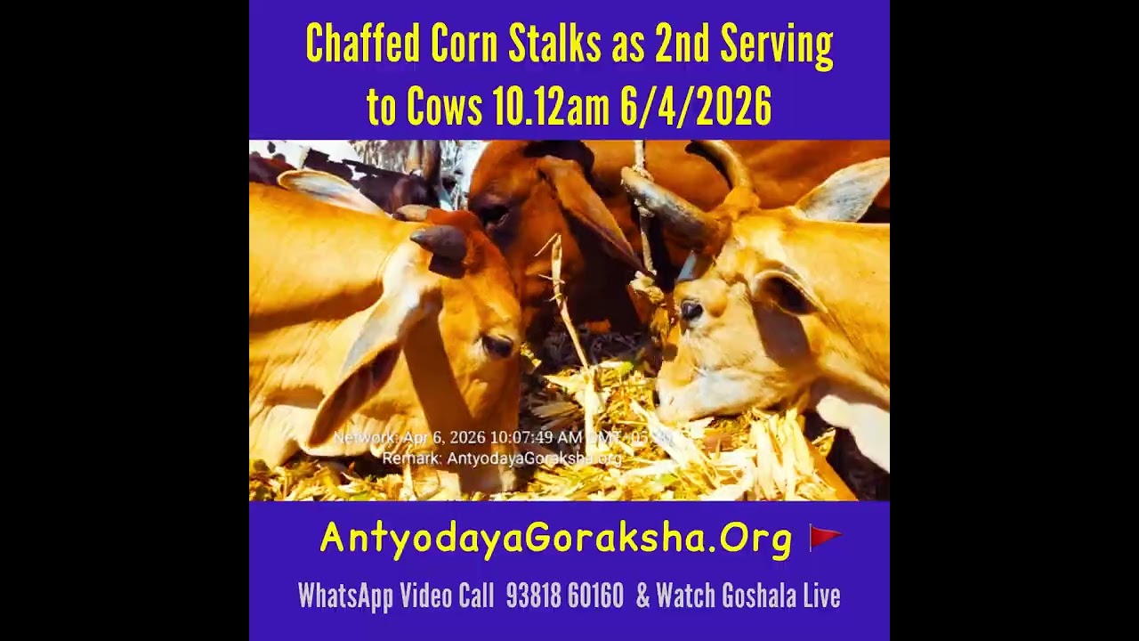 [06 Apr 2026] Green Grass Snack for Cows Late Morning before Before Lunch