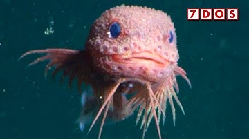 Nieuwe diepzee-soorten ontdekt in de Pacifische afgrond