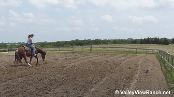Cougars First Lady - bridleless working the mechanical cow - ValleyViewRanch.net