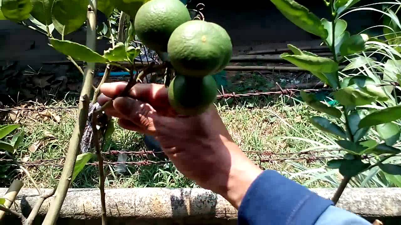 การทำสวนมะนาวให้พอเหมาะพอดีพอใจและพอใช้ พีนาป๊อกแป๊กสระบุรี