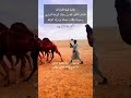 ملحمة قبيلة الشرارات للشاعر عايد بن رغيان الشراري إلقاء حسان النوافله قلبي يزوم و زود طيشه بلاني 