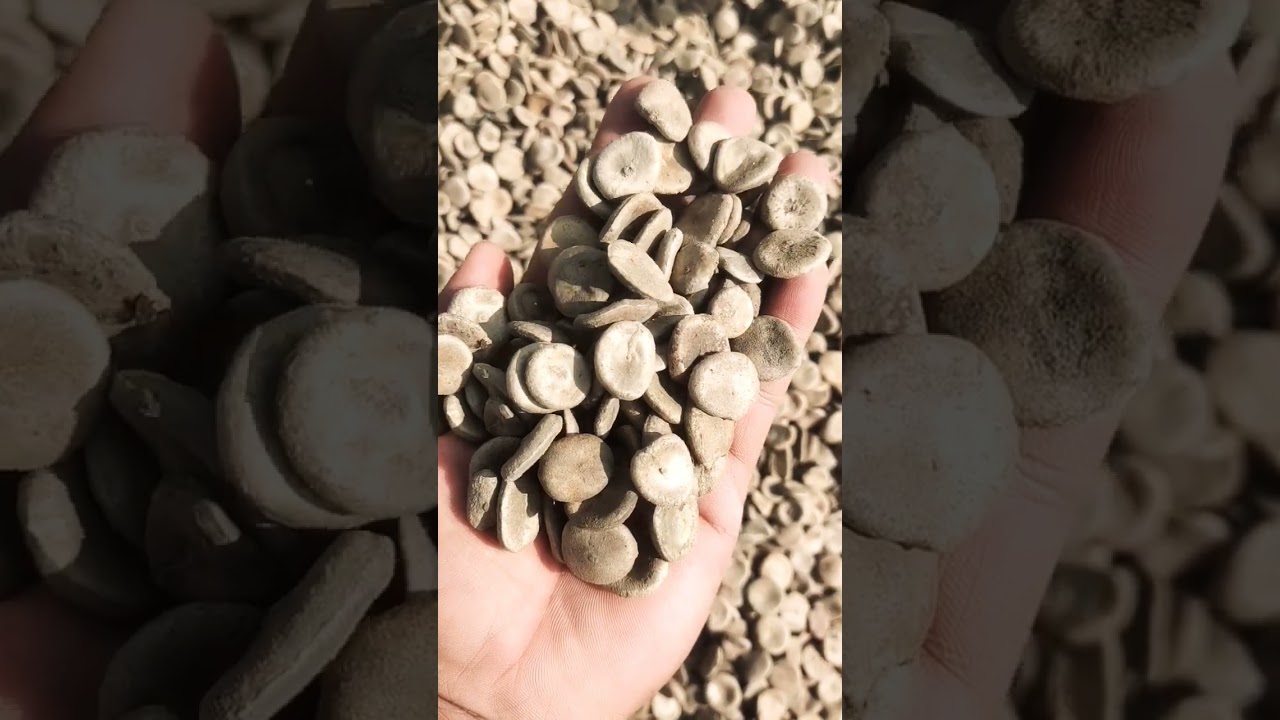 Zehar Kuchala (Poison nut)