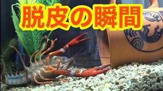 【ハワイ産ザリガニ】脱皮の瞬間