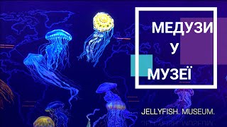 Медузи у музеї \ музей медуз \ jellyfish , museum.Тімака