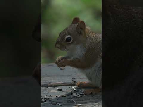 Feeding - American Red Squirrel (Tamiasciurus hudsonicus)