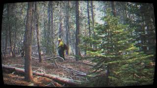 BigFoot Sighting