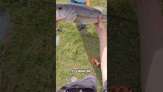 Big Bass smoked it#fishing #bassfishing