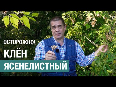 Чем опасен клен ясенелистный (американский), и как с ним бороться