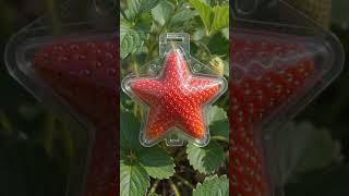 Growing a star-shaped strawberry 🍓 | #shorts