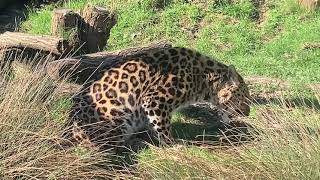 🔴The Big Cat Sanctuary LIVE: Amur Leopards!