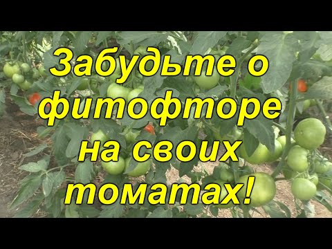 Видео: Фитофтороз растений томатов - Можно ли есть томаты, пораженные фитофторозом