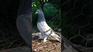 #taklacı #pigeon #training
