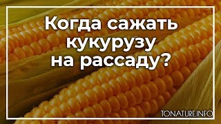 Когда сажать кукурузу на рассаду? | toNature.Info