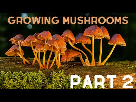 Growing My Mushrooms Part 2