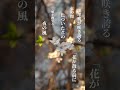 「花が散る前に見に行こうよ」 #shorts