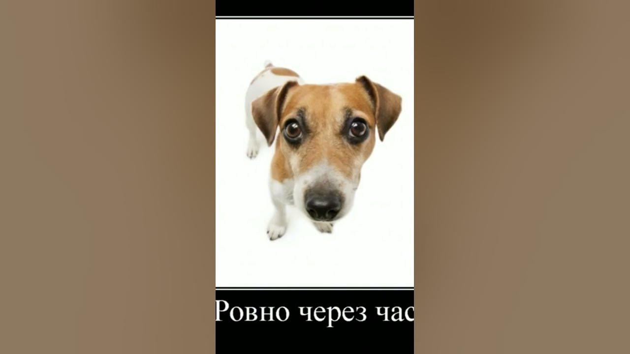 Мем с собакой аааа