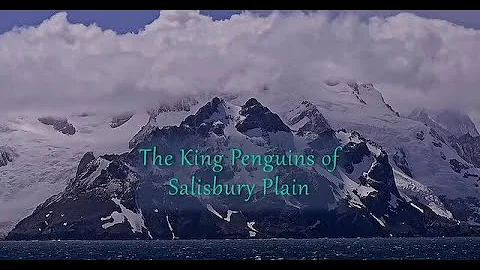 King Penguins of Salisbury Plain