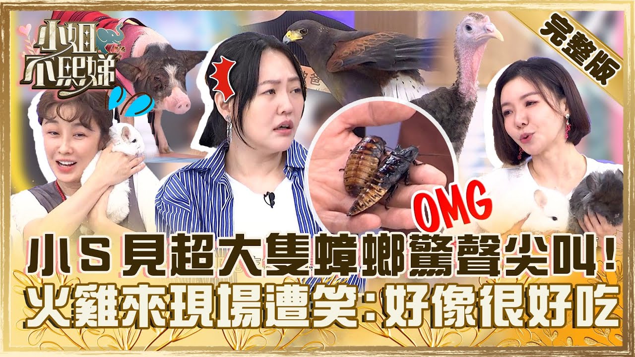 怪奇萌寵第二彈！小Ｓ見超大隻蟑螂驚聲尖叫！火雞本人來現場遭笑：看起來很好吃！【#小姐不熙娣】20231115 完整版 EP435 李維維 夏語心