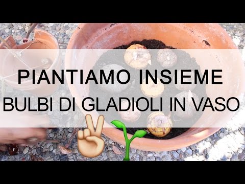 Video: Quando dovrebbero essere piantati i bulbi di gladioli?