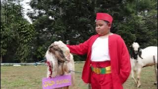 JURAGAN KAMBING - H Aldi Big Smile