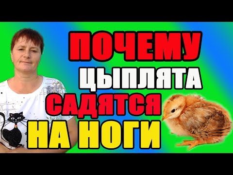 Почему цыплята садятся на ноги. Причины и решение проблемы.