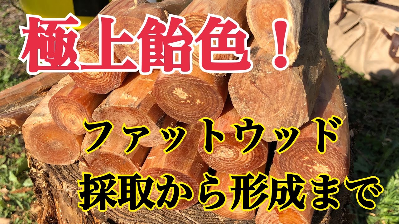 ファットウッド採取から形成まで 極上飴色ゲットだぜ！ 2022.3.29
