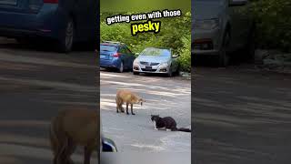 My Little Fox Found Love, and It’s the Sweetest Story 🦊❤️#shorts