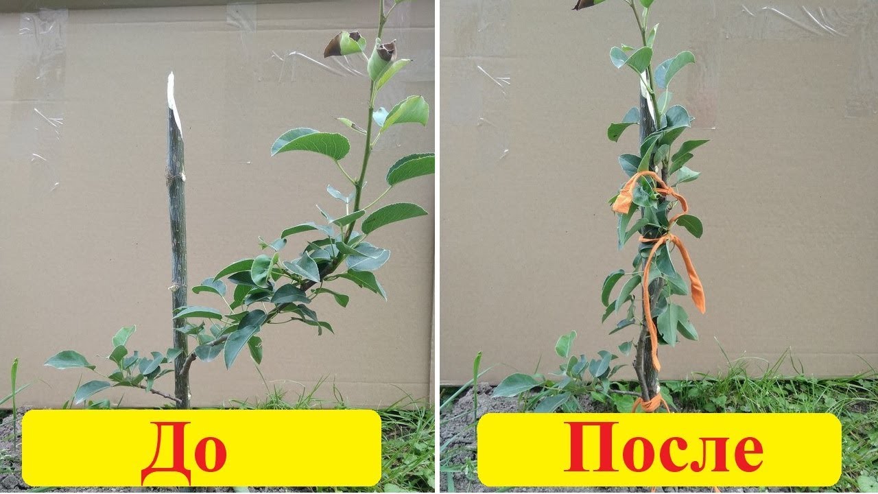 Кривой саженец груши - как выровнять. Мой опыт - YouTube