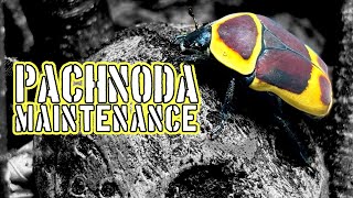Pachnoda Maintenance - Sun Beetle Chat #beetles #bugs #pachnoda