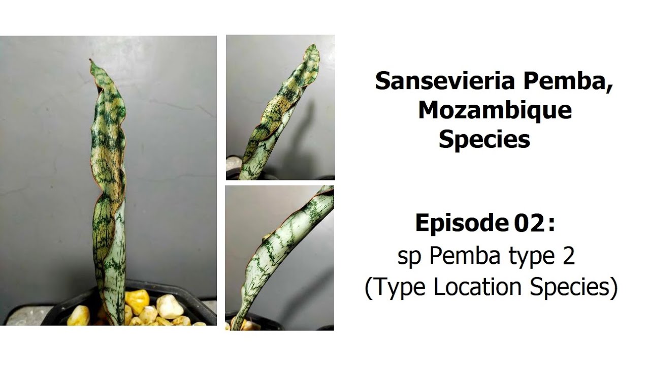Sansevieria sp Pemba type 2 - Pemba, Mozambique species