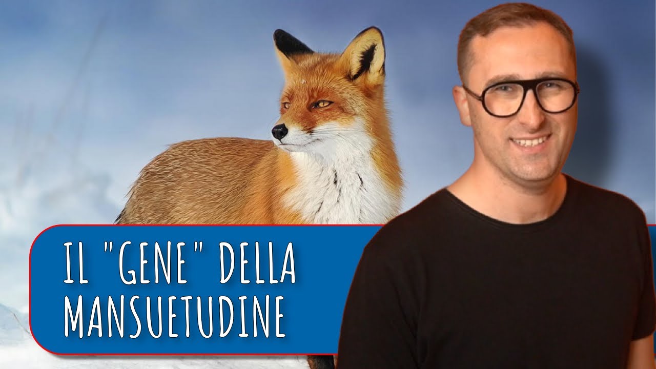 Come funziona la domesticazione dei canidi? | L'esperimento di domesticazione delle volpi