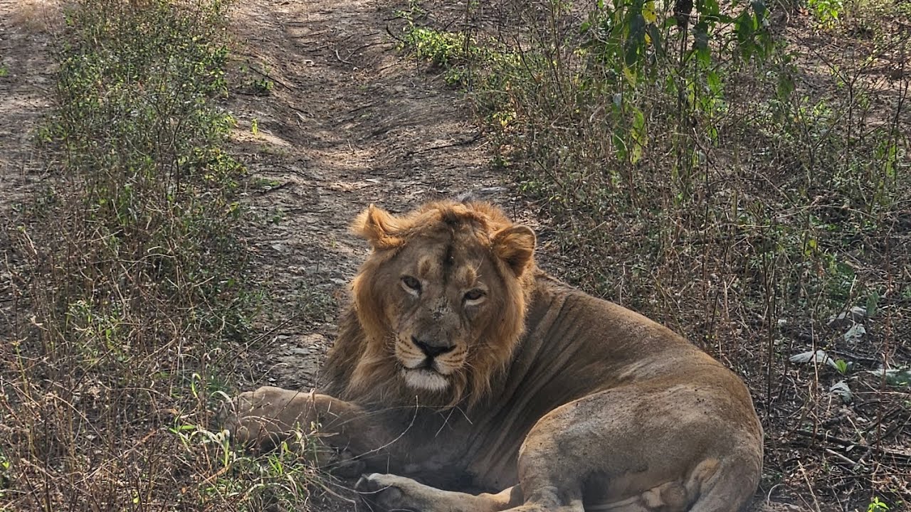 Welcome the nagarh lion safari sisyawas jungle safari animals 🌎 viral video trending active danger 😨