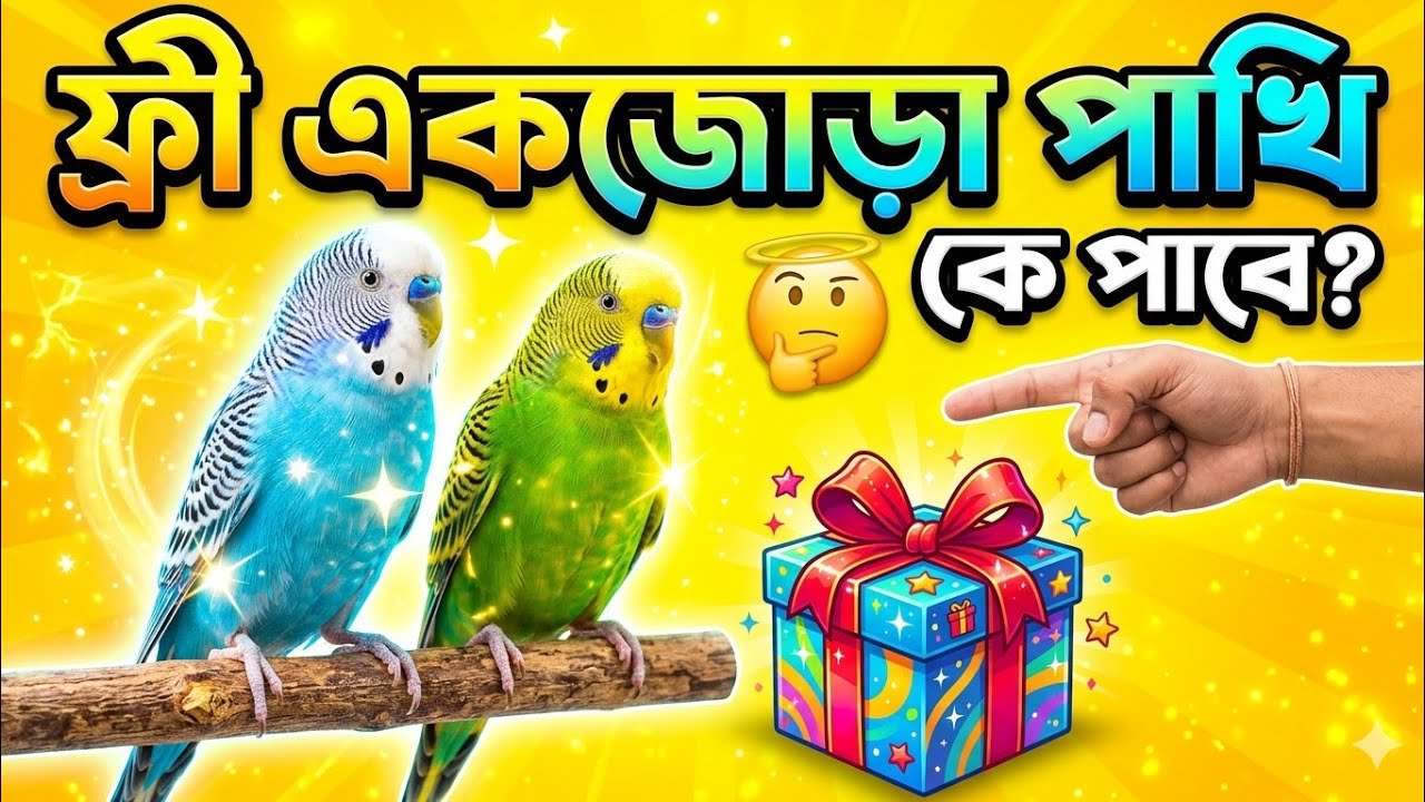 ফ্রী একজোড়া পাখি  😲 কে পাবে 🤔  