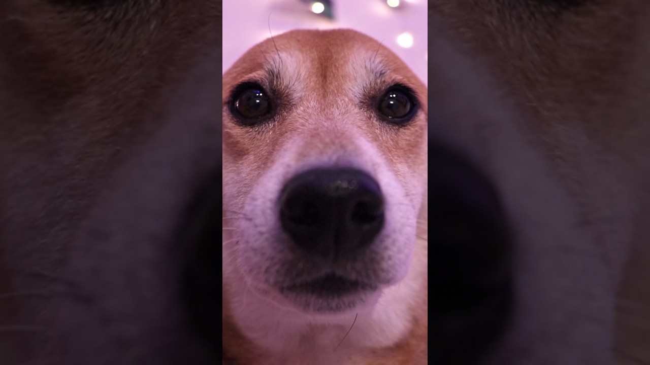 Regal queen Winnie doesn't grr