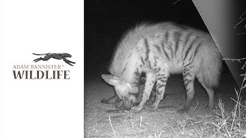 Striped Hyena Feeding on Camera Trap