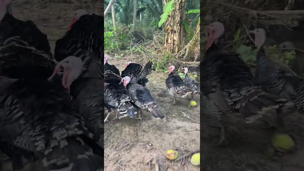 Chicken Imitates Dog Sounds?! 