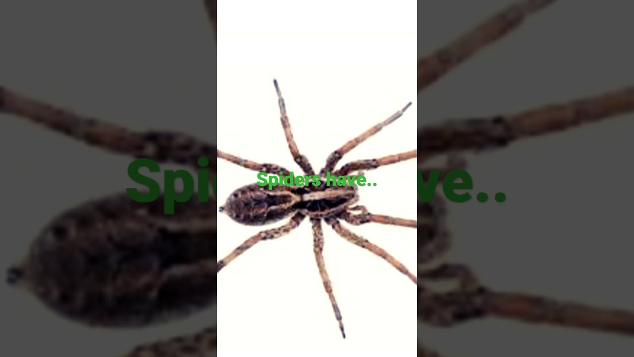 Interesting spider facts.