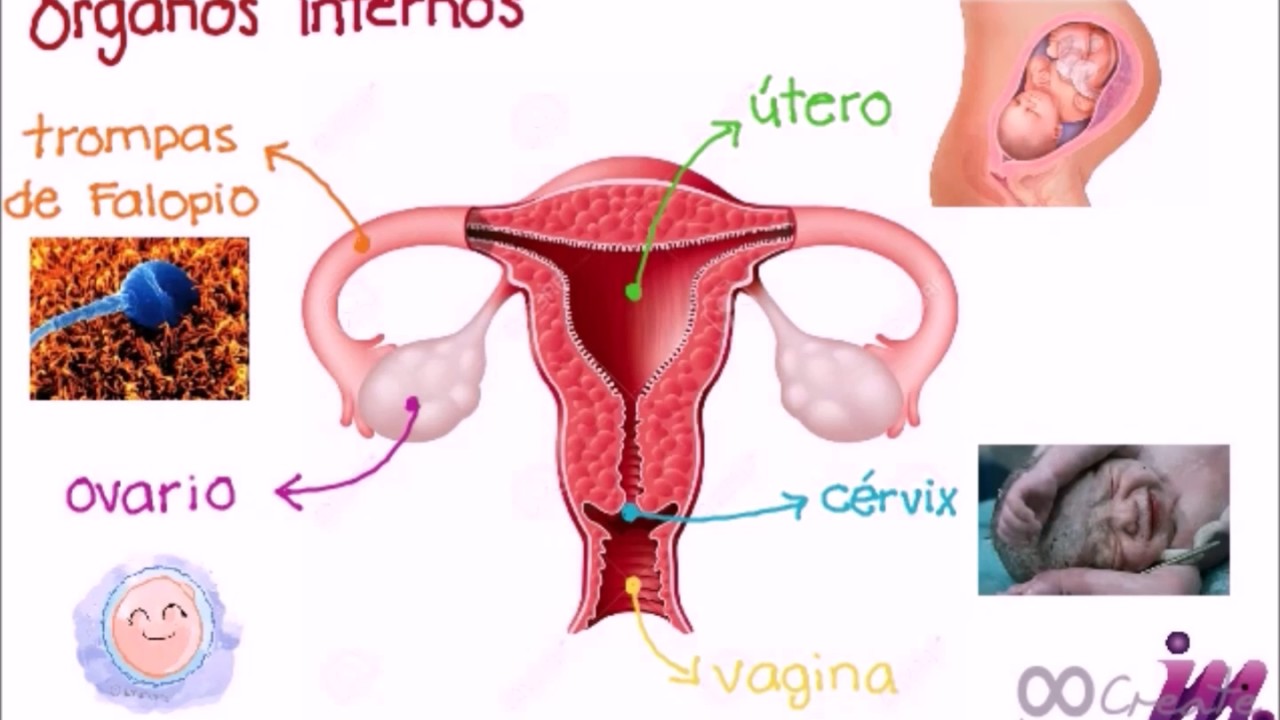 Que significa ovarios en reposo