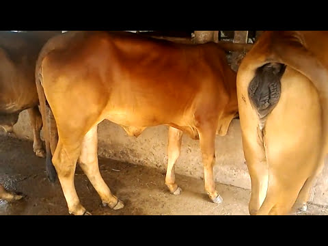 Video Bán Bò giống, Bò cái giống Brahman, chăn nuôi tại ba... - youtube