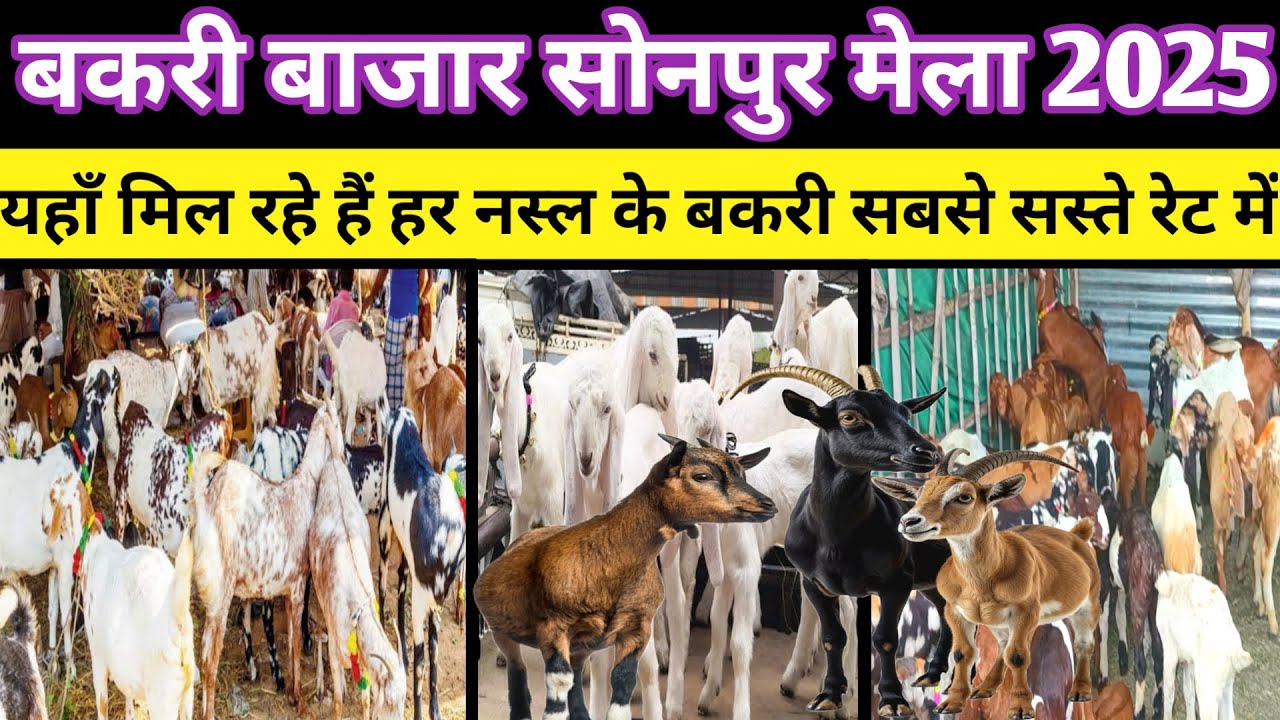 Sonpur mela goat market 2025 | सोनपुर मेला में हर नस्ल की बकरी मिल रही है सबसे सस्ते रेट में |