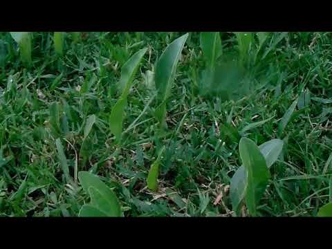 Planta de una sola hoja upload image